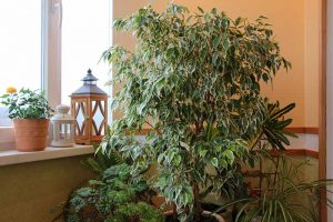 How to Grow Weeping Figs as Houseplants