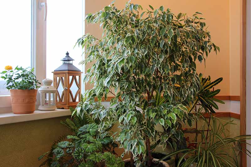 How Tall Does a Weeping Fig Tree Grow Indoors 
