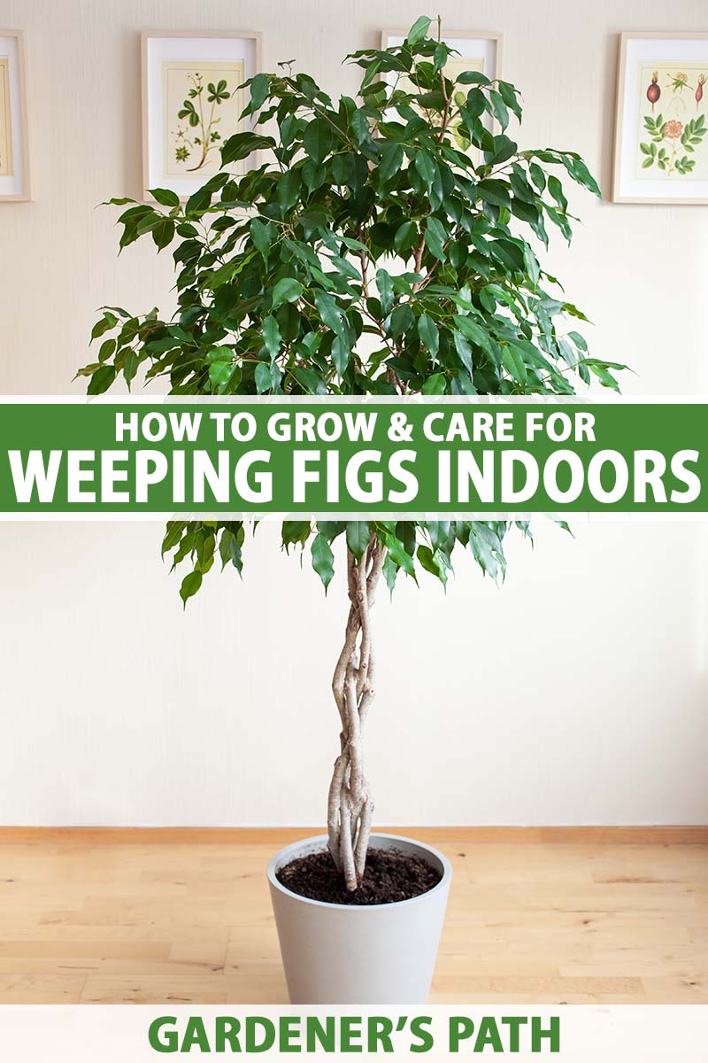 how to grow and care for weeping figs as houseplants | gardener's path