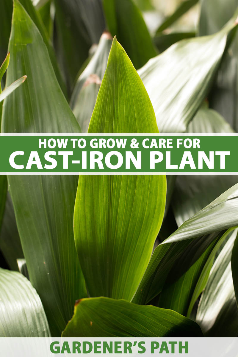How to Grow and Care for Cast Iron Plants Aspidistra Elatior