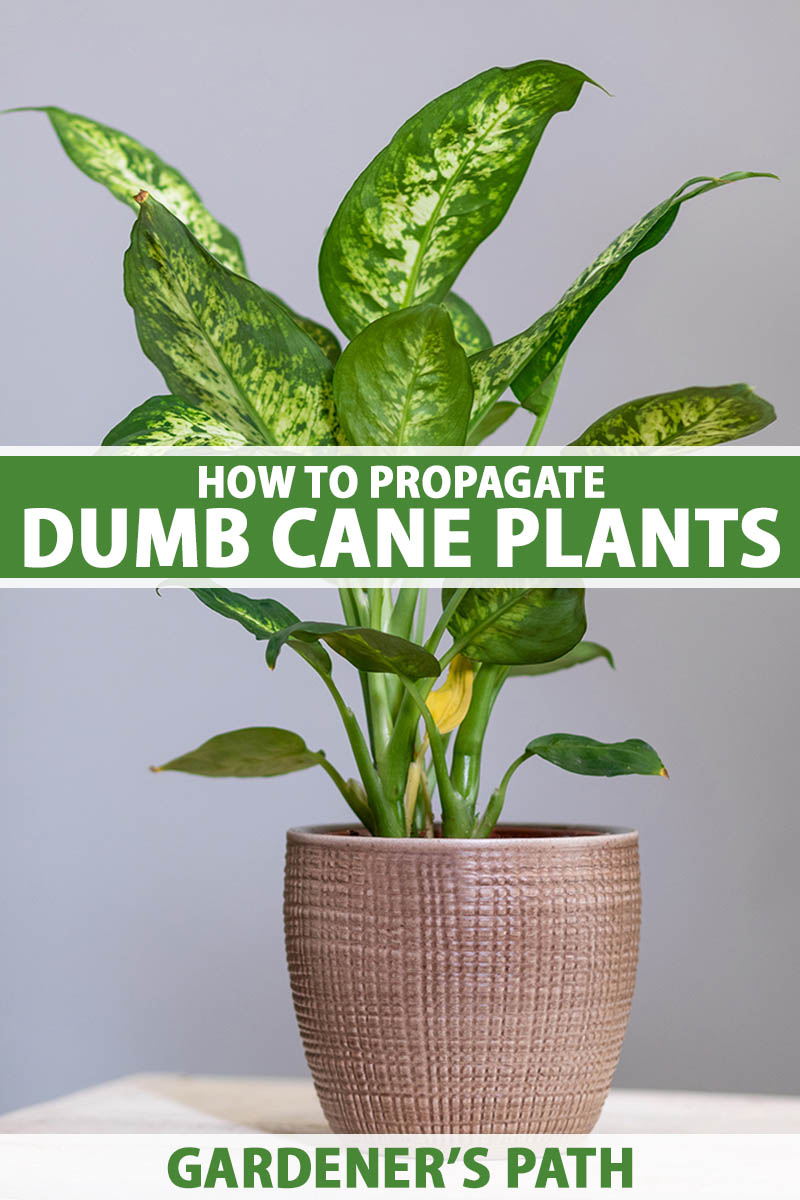 how to propagate dieffenbachia to grow extra dumb cane plants