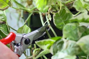 A close up horizontal image of a pair of secateurs from the left of the frame snipping the stem of a houseplant.