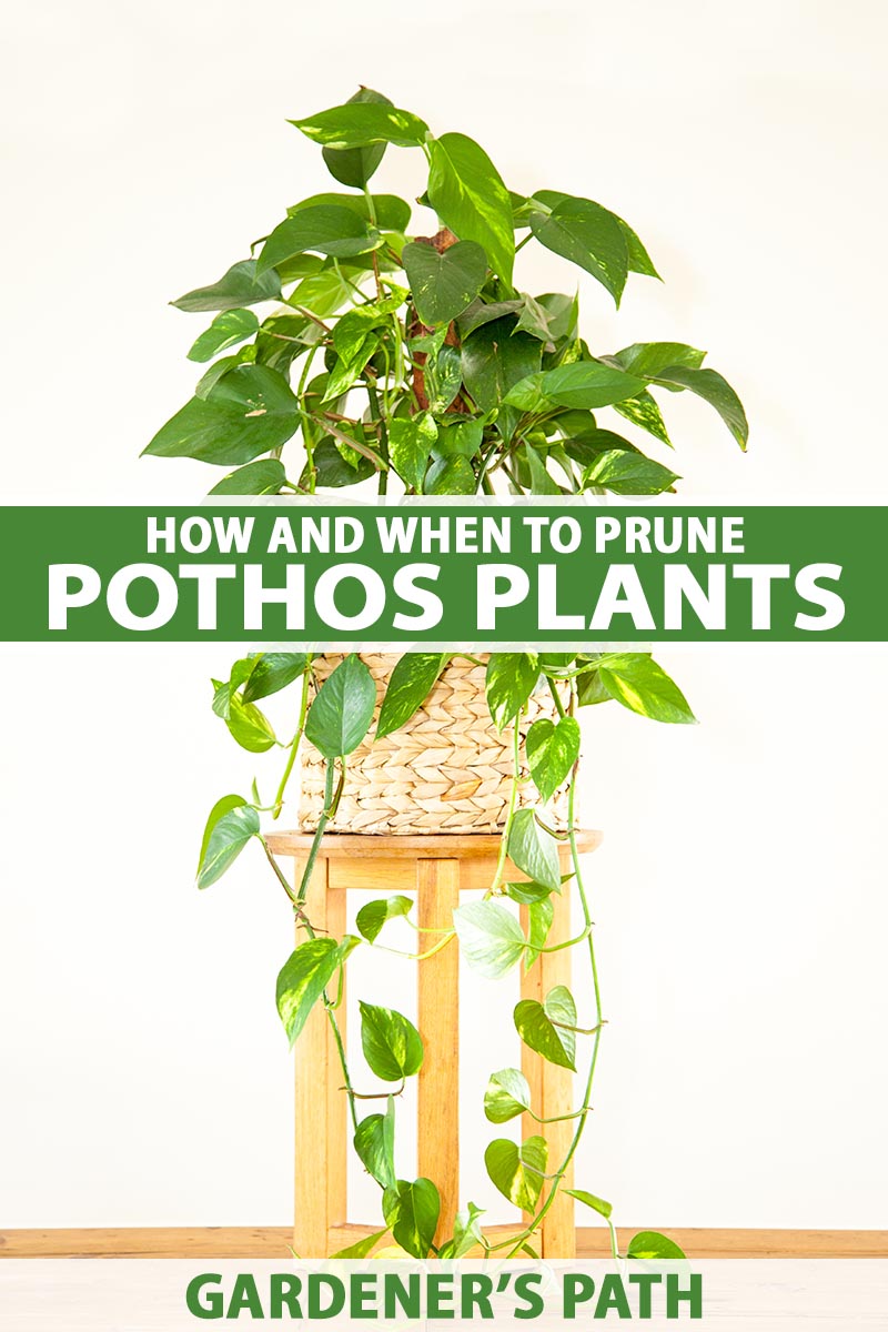 How To Trim A Plant How and When to Prune Pothos Plants | Gardener's Path