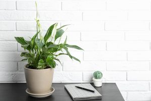 A close up horizontal image of a potted peace lily set on a dark gray desk with a white brick wall in the background.