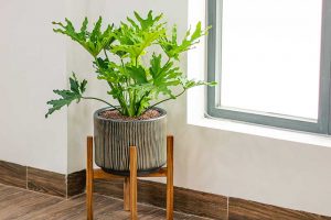 Tips for Repotting Tree Philodendron Houseplants