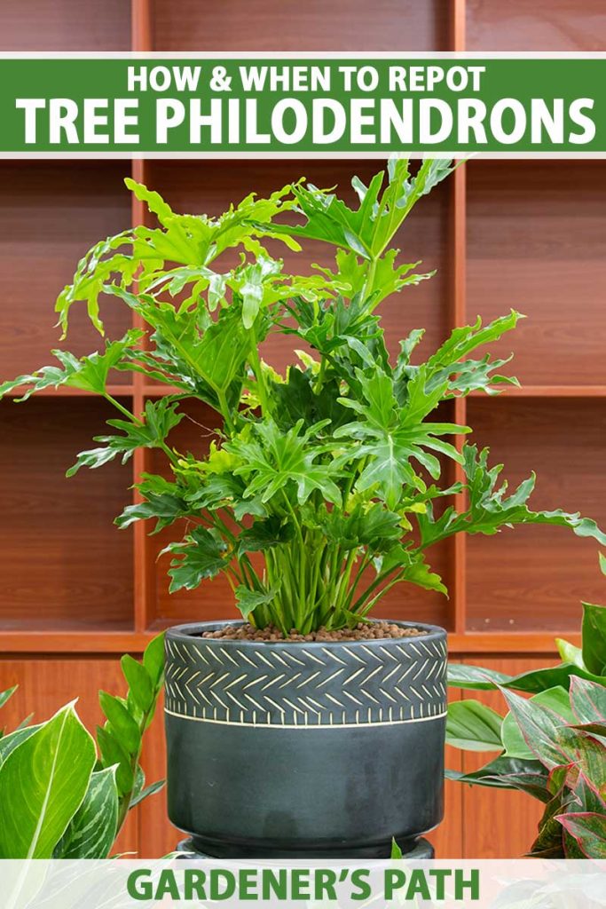Tree Repot How and When to Repot Tree Philodendron Houseplants