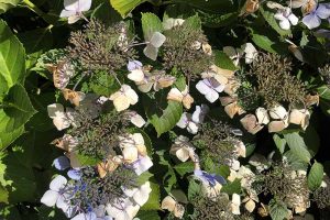 A close up horizontal image of a group of fading hydrangea flowers pictured in bright sunshine.