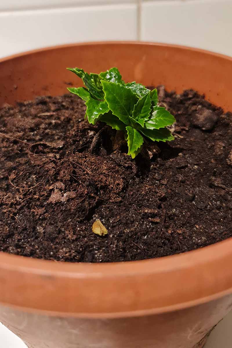 A close up vertical image of a small seedling growing in a large terra cotta pot.