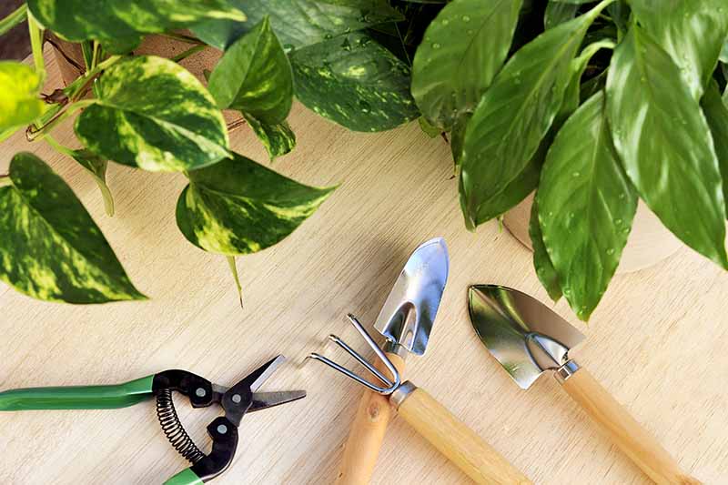 A close up horizontal image of a collection of indoor gardening tools on a wooden surface with two houseplants in the background.