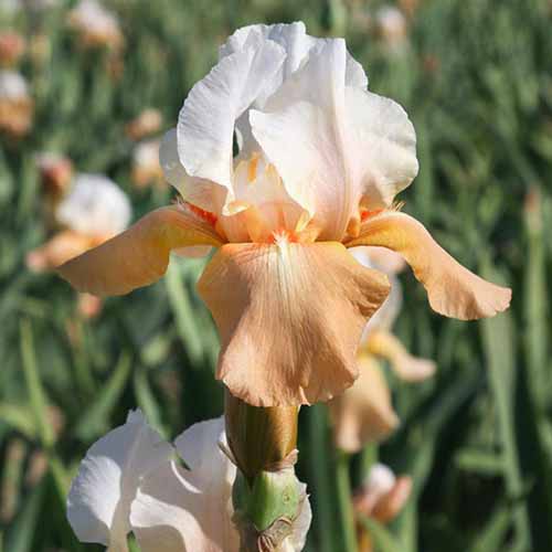 A close up square image of 'Invitation,' an orange and white iris flower, pictured on a soft focus background.