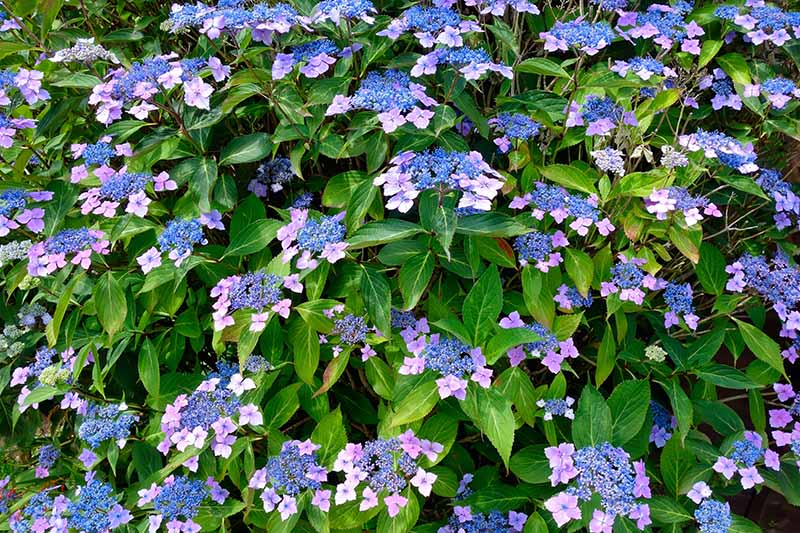 A close up horizontal image of a large lacecap hydrangea shrub with blue flowers growing in the garden.