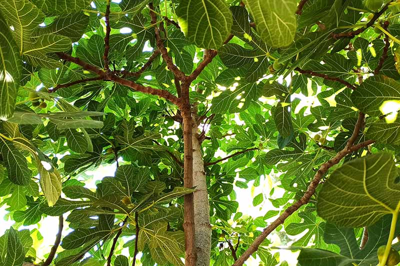 A close up horizontal image of a fig tree growing in the garden.