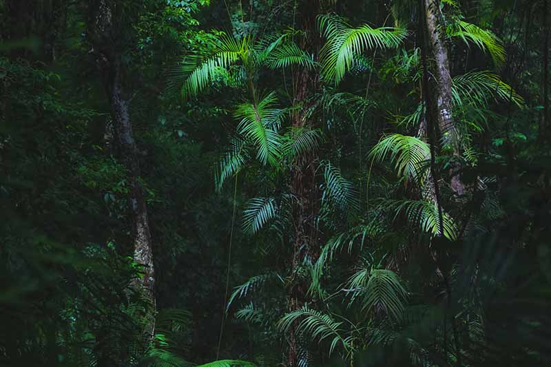 A close up horizontal image of large Chamaedorea elegans (parlor palms) growing wild in a forest.