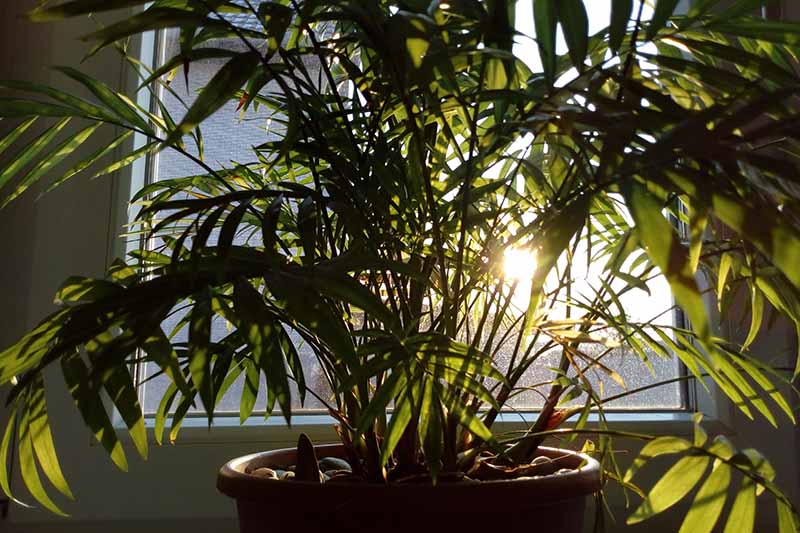 A close up horizontal image of a large parlor palm (Chamaedorea elegans) growing in a pot by a window.