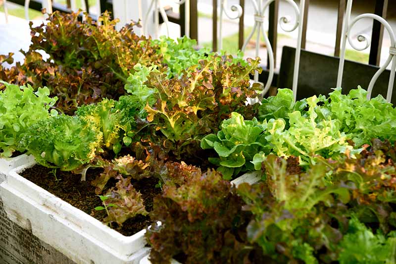 A close up horizontal image of lettuce growing in containers on a balcony.