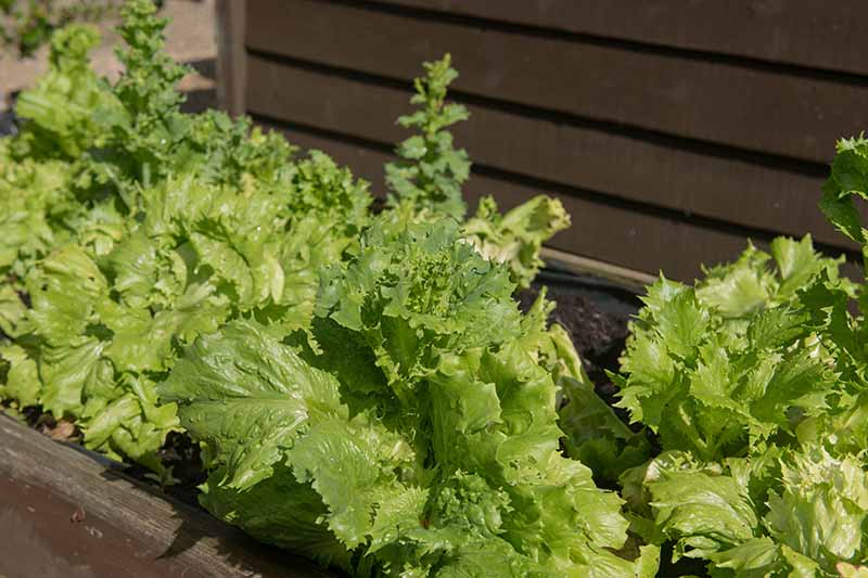 A close up horizontal image of leaf lettuce growing in a raised garden bed.