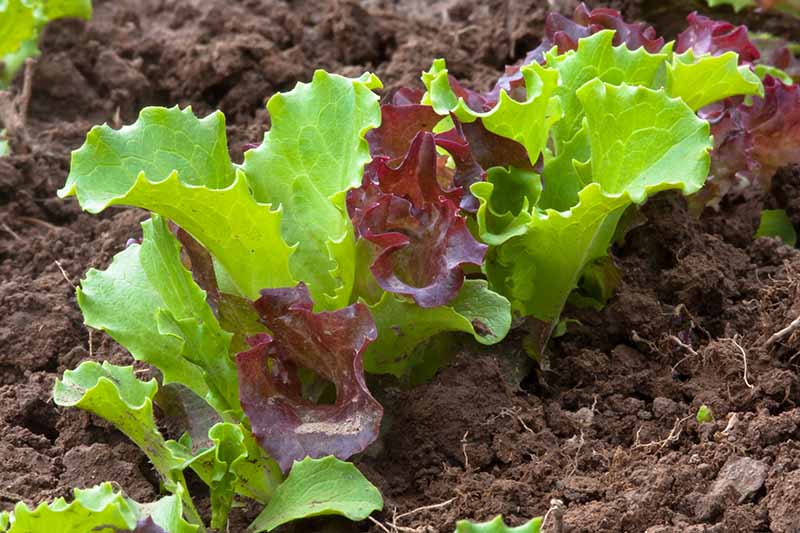 A close up horizontal image of a row of red and green leaf lettuce growing in the garden.