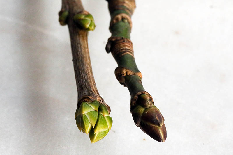A close up horizontal image of two branches, one with a leaf bud and the other with a flower bud.