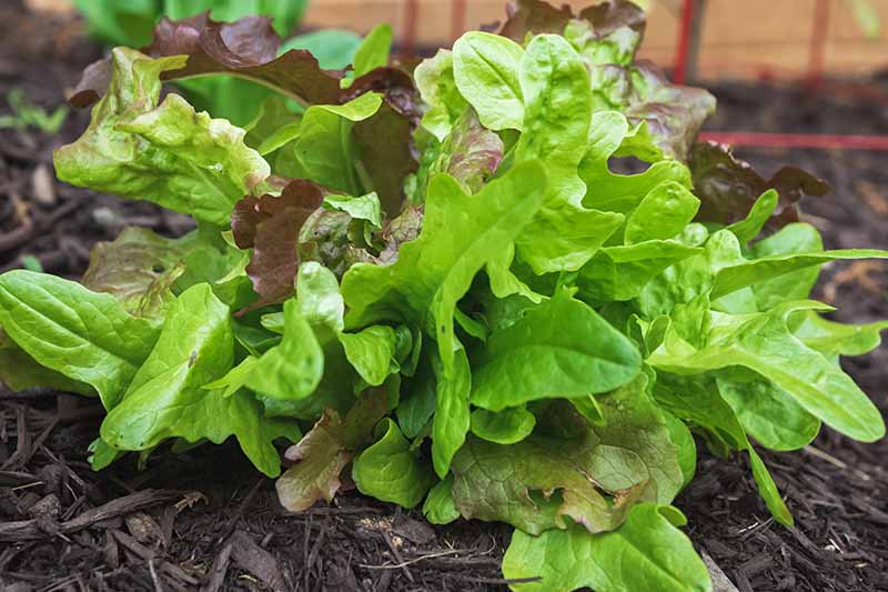 A close up horizontal image of leaf lettuce growing in the garden.