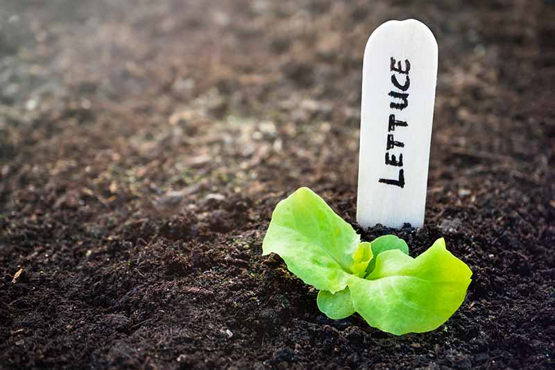 A close up horizontal image of a small lettuce seedling pushing through dark rich soil, with a plant marker in the background.