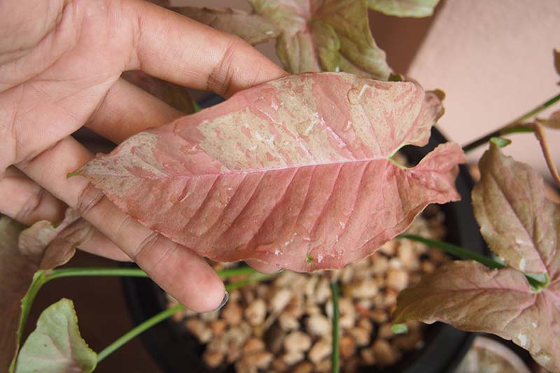 A close up horizontal image of a hand from the left of the frame holding a light pink leaf on an arrowhead plant.