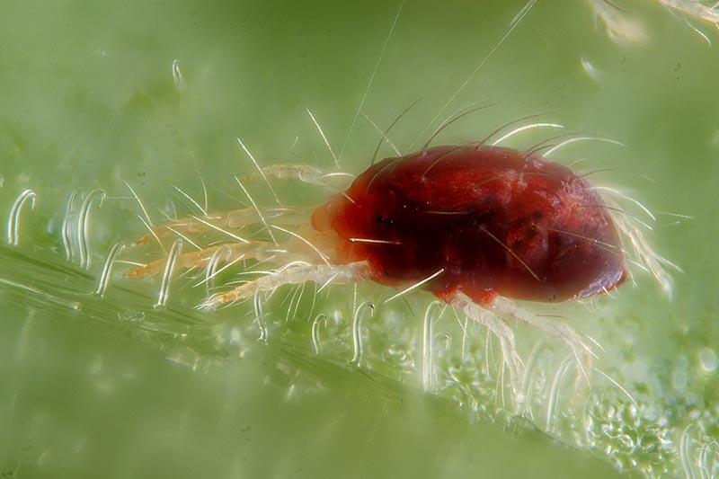 A close up horizontal image of a red spider mite infesting a leaf.