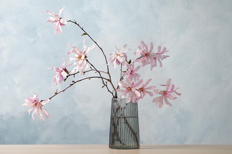 A close up horizontal image of magnolia flowers in a vase pictured on a light blue background.