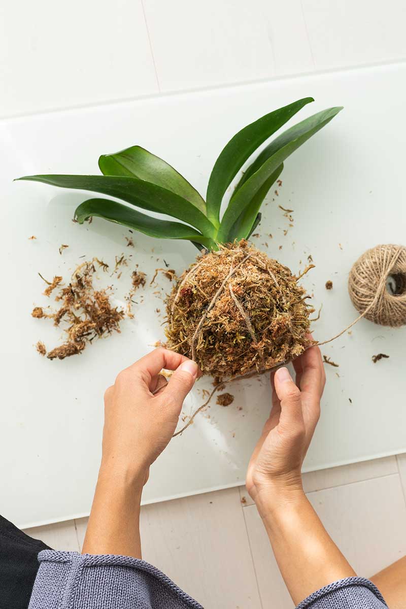 A close up vertical image of an indoor gardener mounting an orchid in a kokedama.