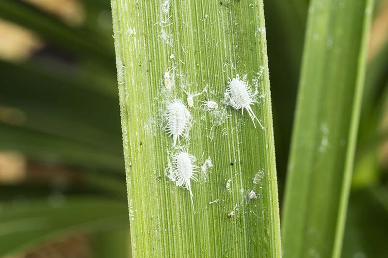 A close up horizontal image of mealybugs infesting a palm frond.