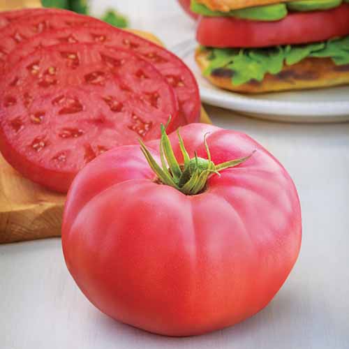 A close up square image of a whole and sliced 'Medium Rare' tomato with a sandwich in soft focus in the background.