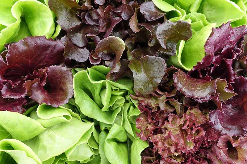 A close up horizontal image of colorful mesclun leaves ready to harvest.