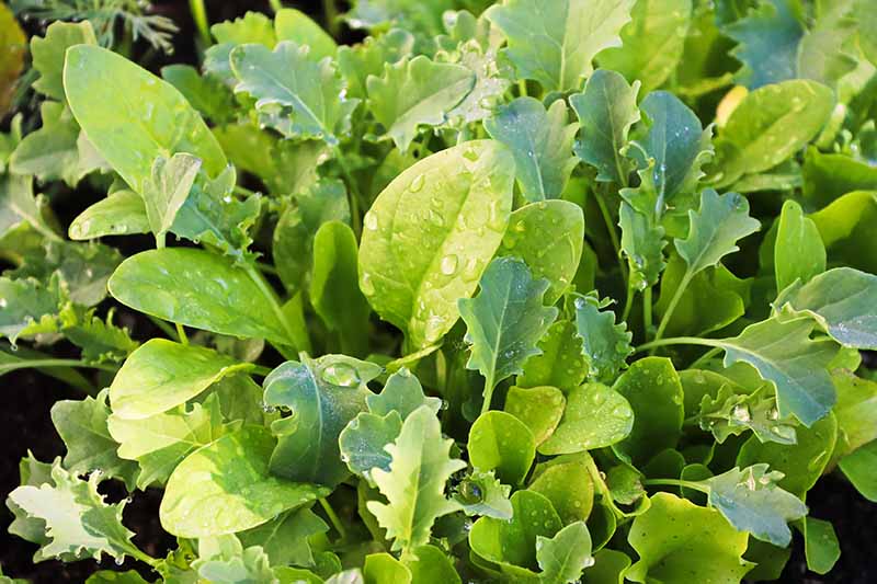 A close up horizontal image of mesclun greens growing in the garden with droplets of water on the leaves.