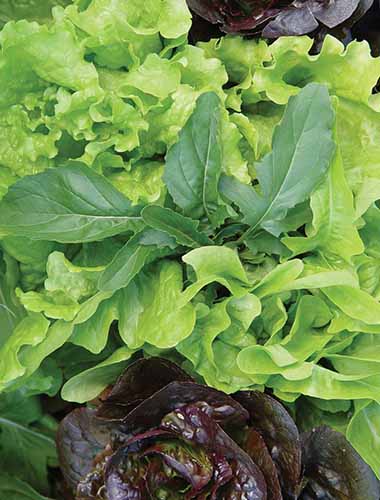 A close up vertical image of green fresh salads growing in the garden.