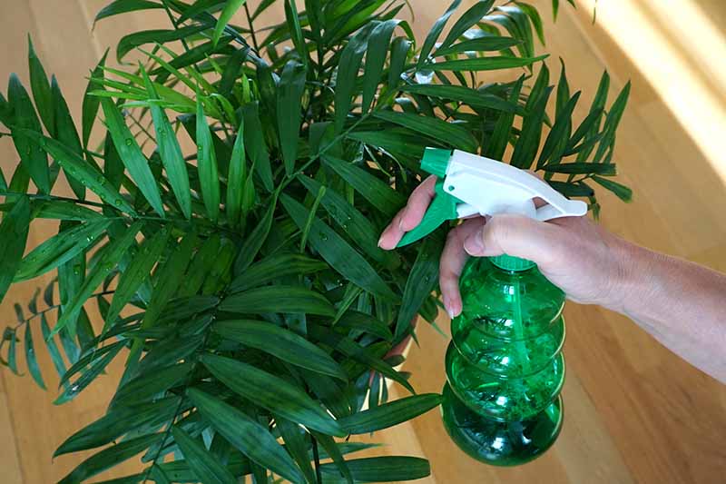 A close up horizontal image of a hand from the right of the frame using a spray bottle to mist the fronds of a parlor palm.