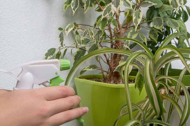 A close up horizontal image of a gardener using a spray bottle to mist houseplants.