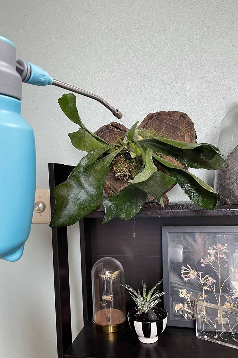 A close up vertical image of a pressure mister being used to moisten a staghorn fern mounted on a piece of wood.