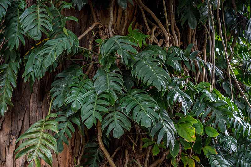 A close up horizontal image of a large monstera plant growing on the trunk of a tree.