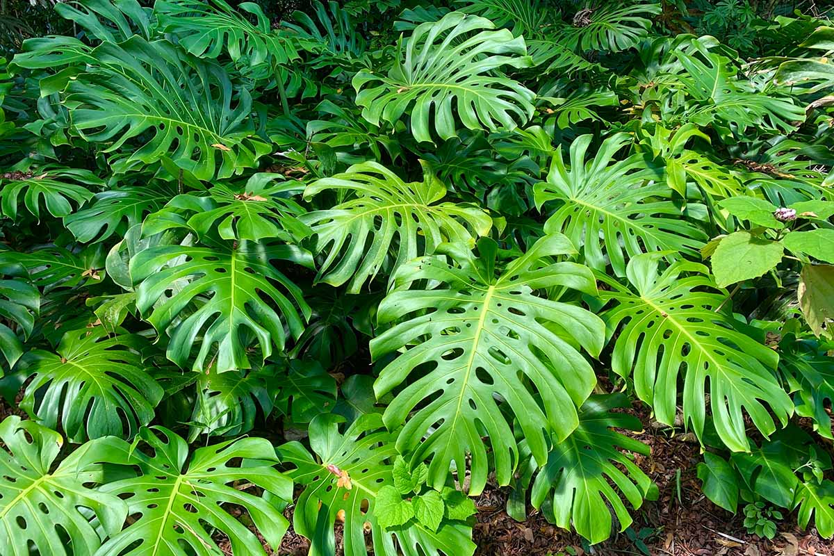 A close up horizontal image of the foliage of a Monstera (Swiss cheese) plant growing outdoors.