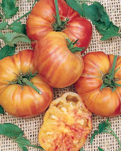 A close up vertical image of whole 'Mr Stripey' tomatoes with one sliced in half to show the flesh inside.