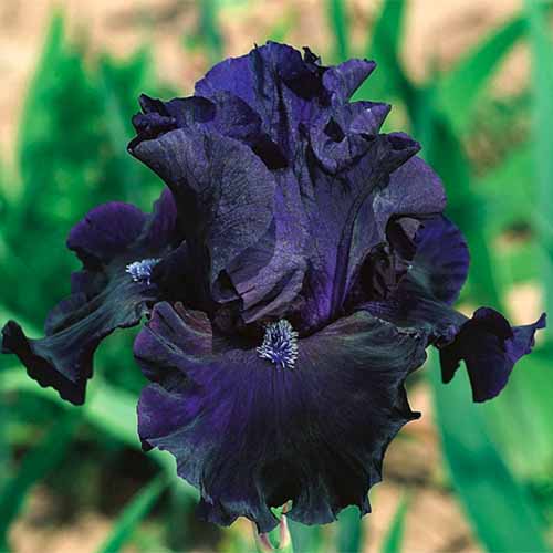 A close up square image of a deep blue, almost black 'Obsidian' flower growing in the garden.