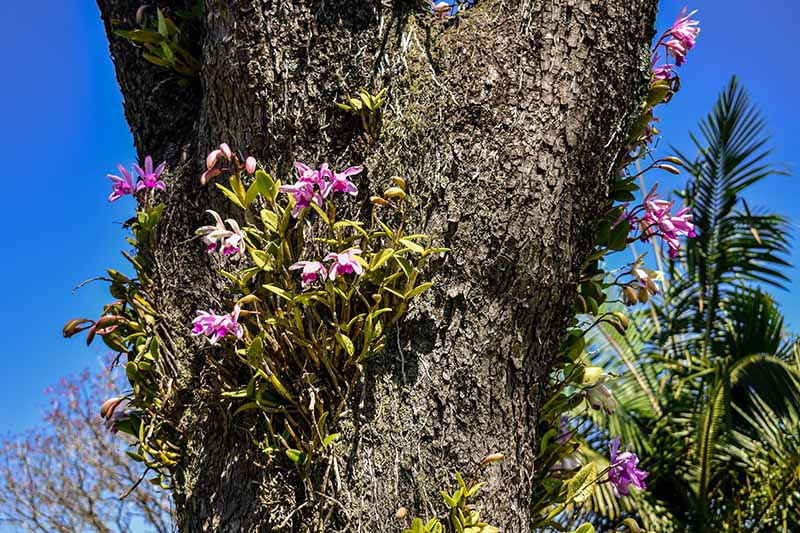 A close up horizontal image of epiphytic Cattleya orchids growing on a tree in full bloom.