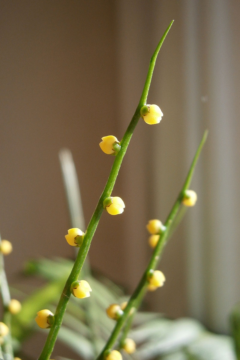 A close up vertical image of the small yellow female flowers on a parlor palm growing indoors.