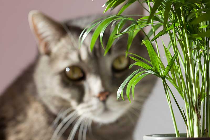 A close up horizontal image of a parlor palm (Chamaedorea elegans) to the right of the frame with a cat in soft focus in the background.