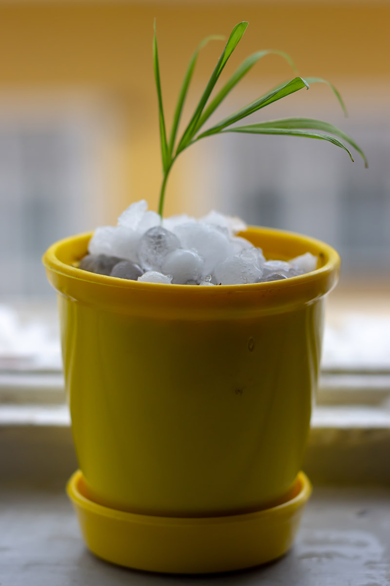 A close up vertical image of a parlor palm (Chamaedorea elegans) seedling in a small yellow pot pictured on a soft focus background.