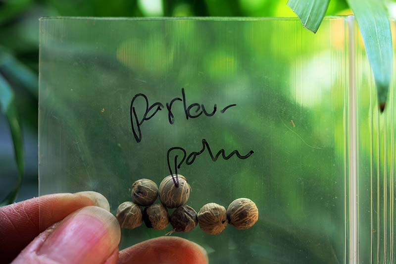 A close up horizontal image of a hand from the bottom of the frame holding up a small plastic packet with seeds inside it.