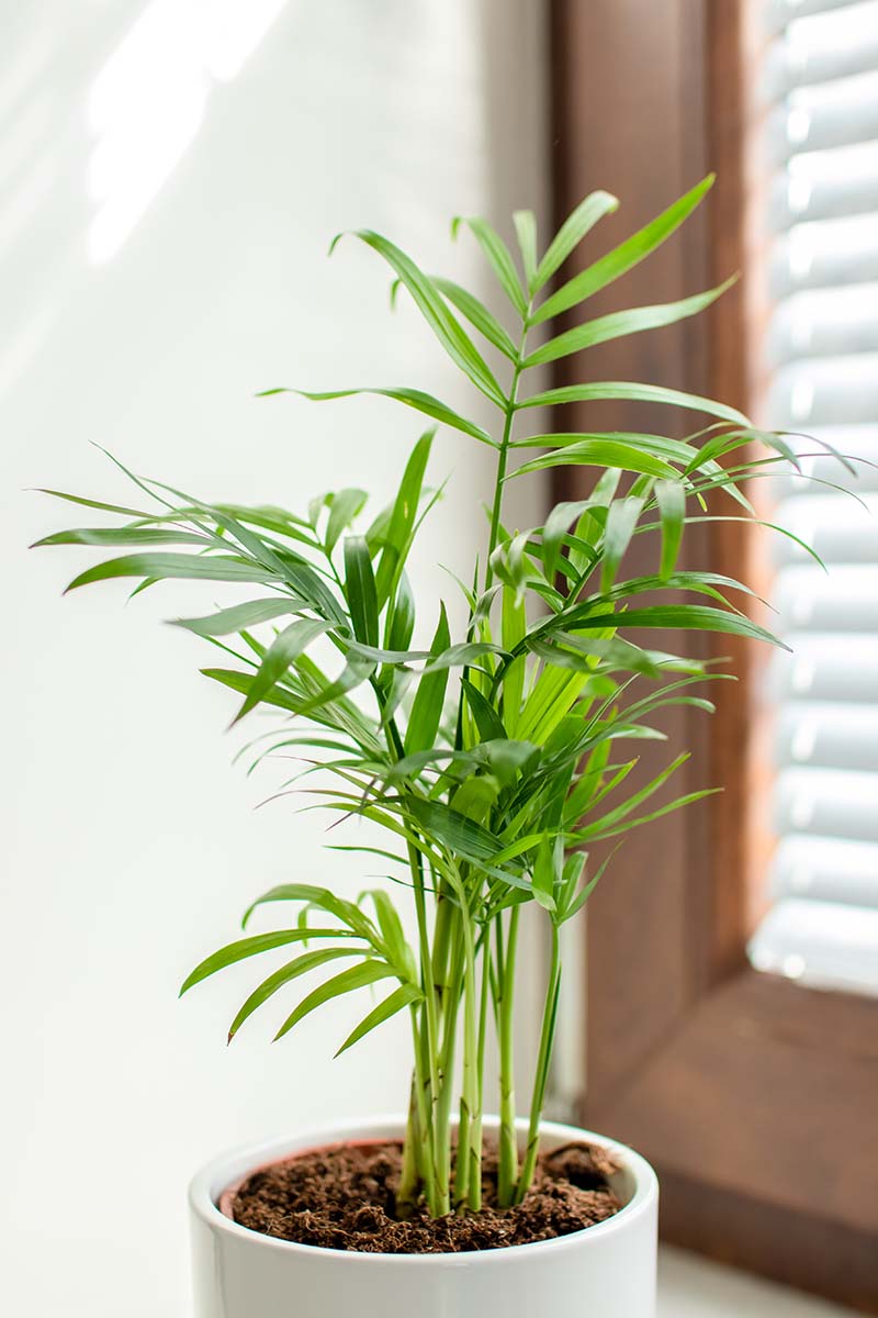 A close up vertical image of a small parlor palm (Chamaedorea elegans) growing in a pot set on a windowsill.
