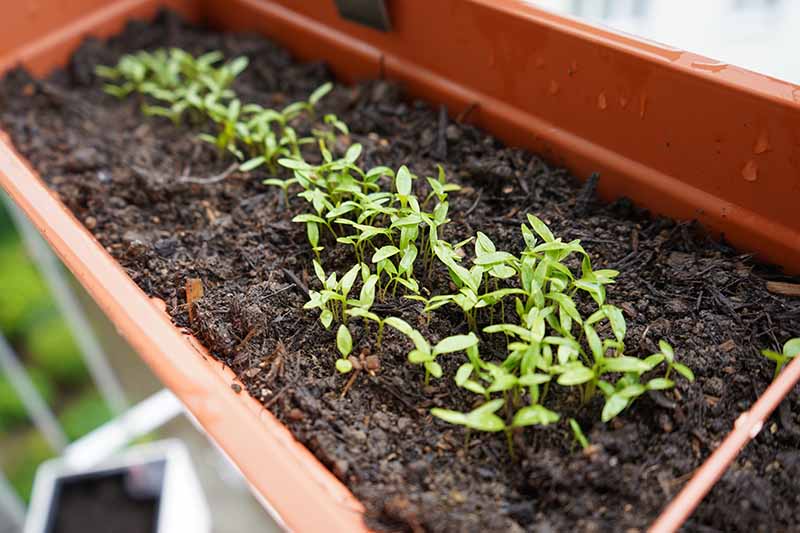 A close up horizontal image of small parsley shoots growing in a rectangular planter.