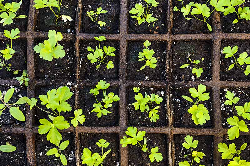 A close up horizontal image of biodegradable trays with small parsley seedlings.