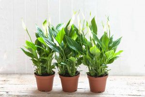 A close up horizontal image of three Spathiphyllum plants growing in small pots set on a wooden surface indoors.
