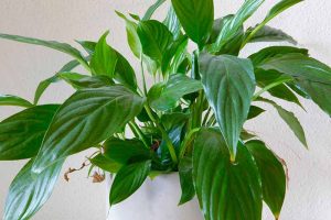 5 Common Reasons Why Peace Lily Leaf Tips Turn Brown